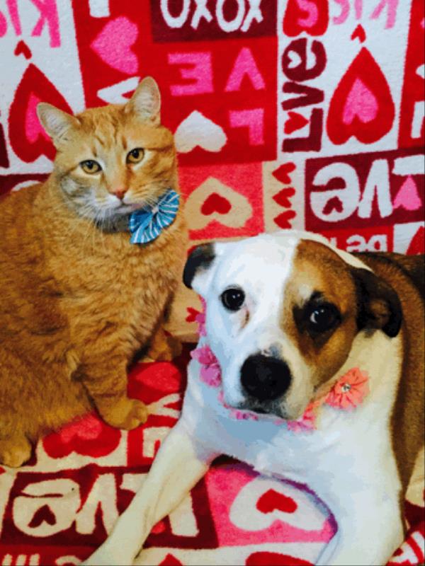 /Images/uploads/Humane Society of Utah/HSUCalendar/entries/1522thumb.jpg